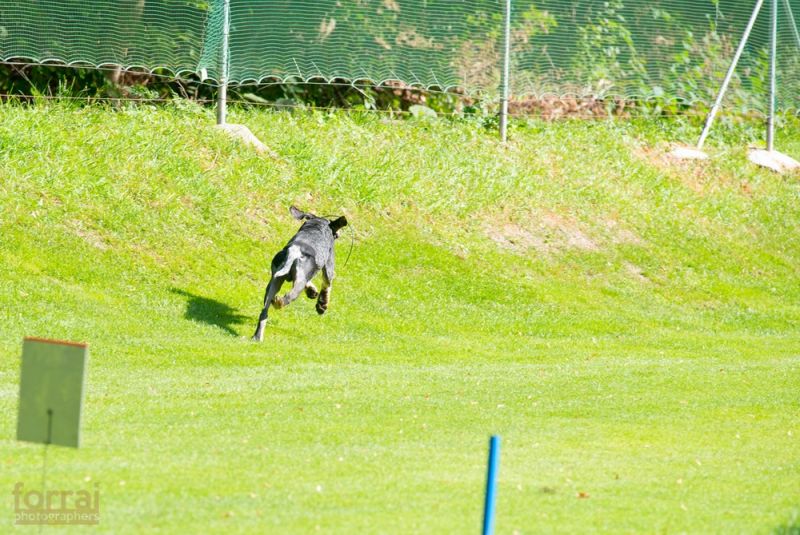 Pilous Wood golf cup