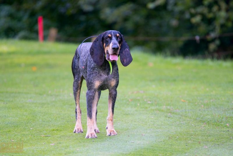Pilous Wood golf cup